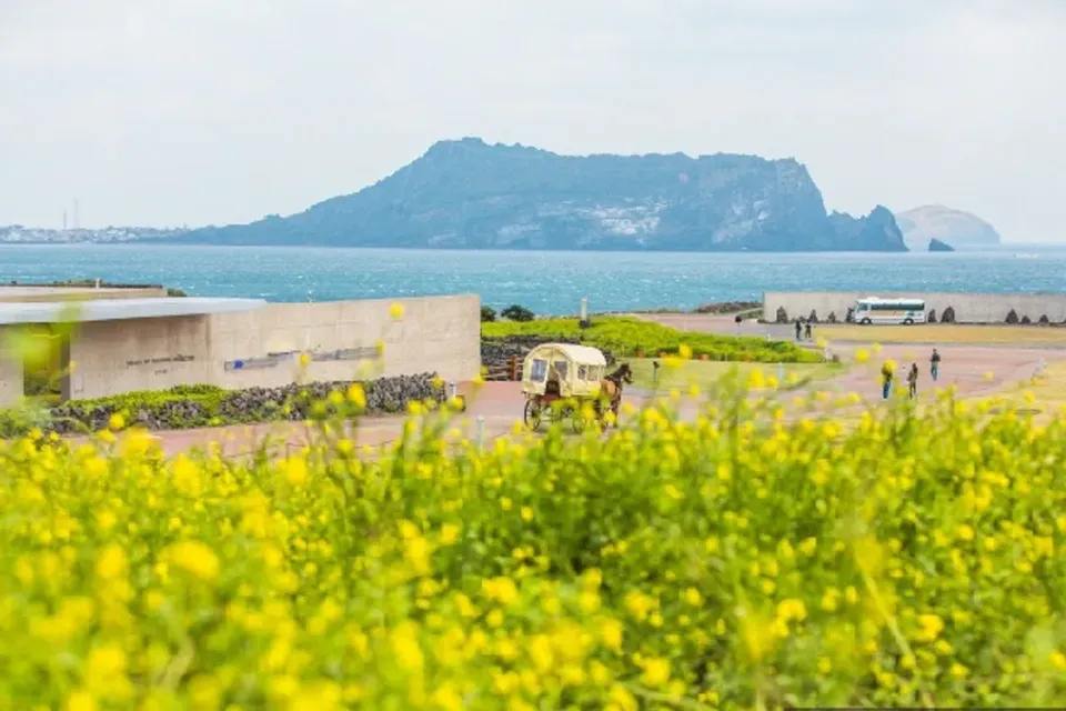 濟州跟團旅遊推薦 花漾藍調濟州~黃金油菜花海、彩虹海女遊艇、海鮮百匯晚餐、五星藍鼎度假村五日