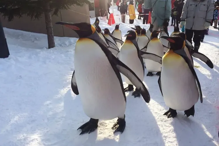 北海道跟團行程推薦，北海道不思議～旭山動物園、小樽運河旅情、三大蟹摩天輪、兩晚星野渡假村五日