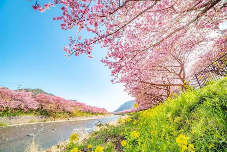 日本跟團行程推薦-河津櫻花祭(2026/2/7～3/8)