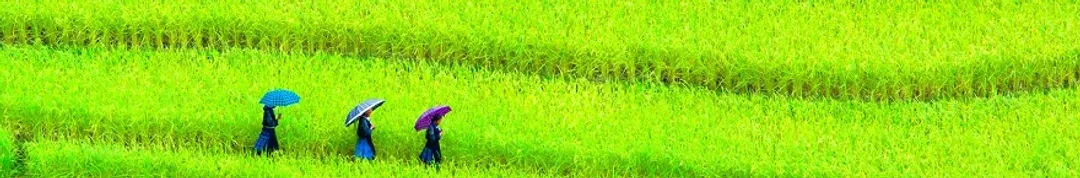 沙壩梯田