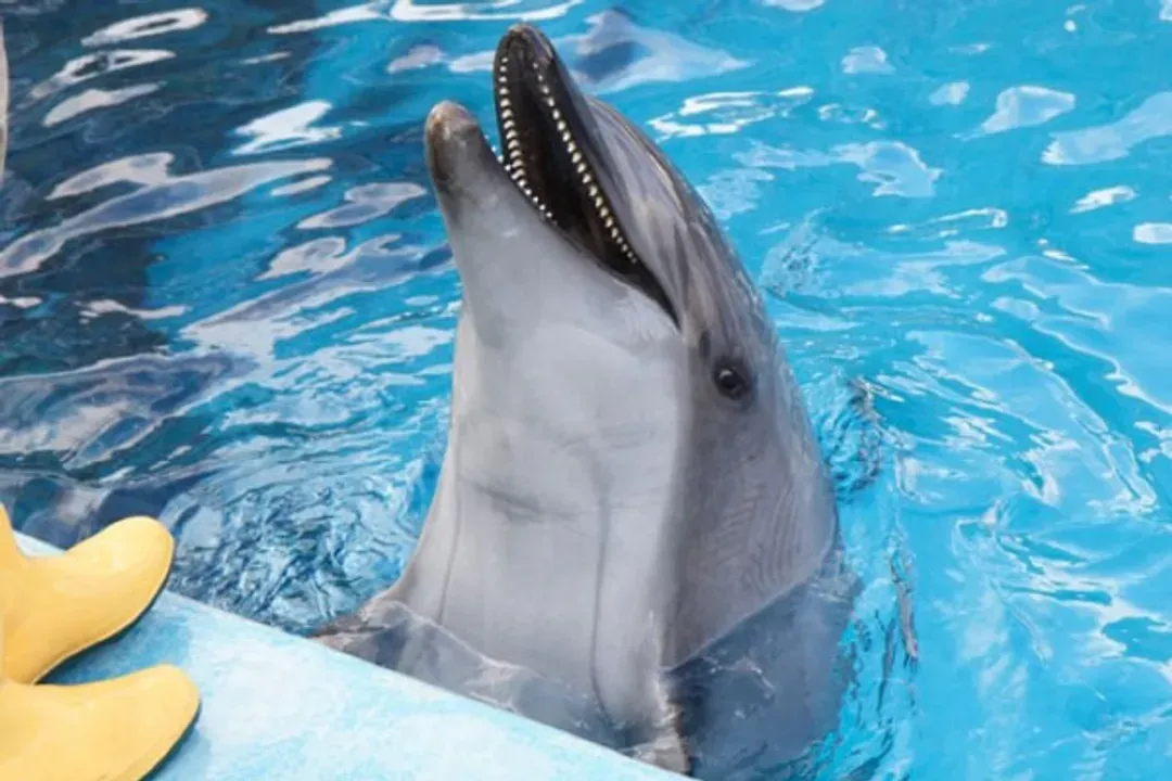 尼克斯海洋公園(企鵝遊行、水中隧道、銀河水槽)