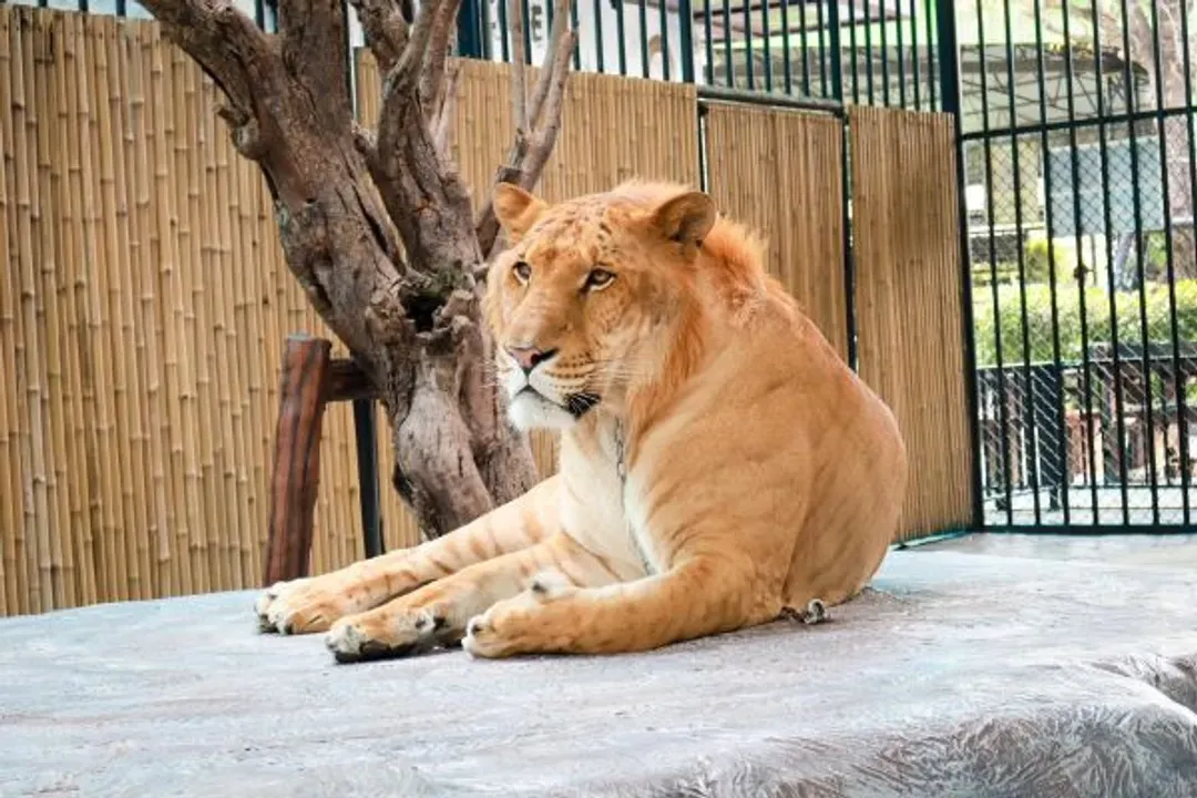 大城動物園