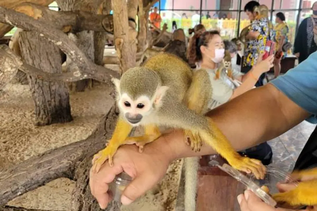 大城動物園