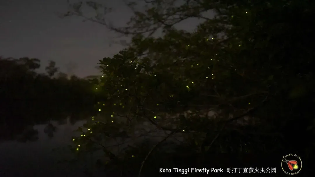 夜訪星空螢河(哥打丁宜保護區)