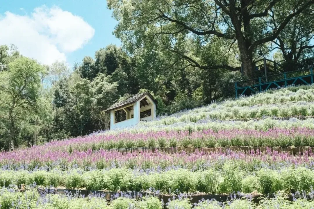 [High-Speed Rail Holiday] A one-day itinerary including Taichung Lavender Forest, Dongshi Forestry, and Fengjia Night Market.
