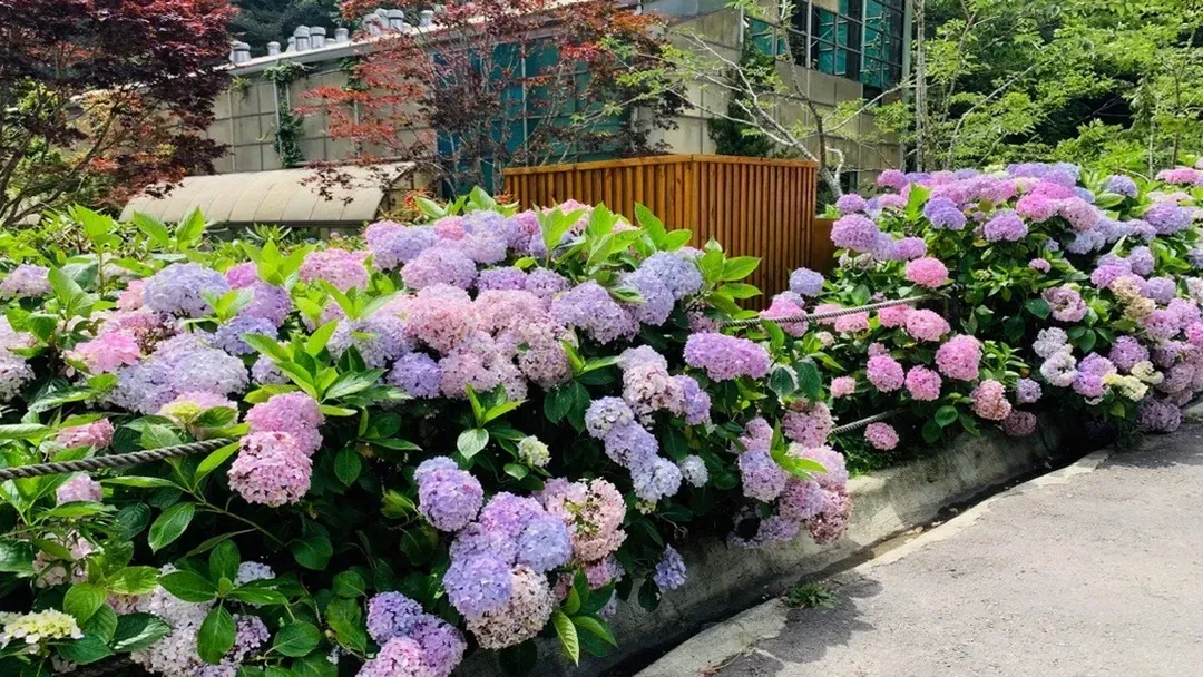 【高铁南投假期】杉林溪．忘忧森林．松泷岩瀑布1日丰富行