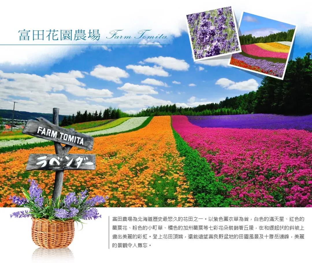 【酷航FUN暑假北海道６日】保住三晚溫泉、函館百萬夜景、富良野花田、企鵝遊行、絕景青池、洞爺湖畔花火、小農採果趣[含稅簽]-5