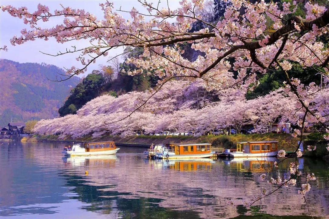 春櫻大阪旅遊｜琵琶湖畔賞櫻百選～海津大崎櫻花隧道.國寶彥根城.櫻花隧道～足羽川河畔四日｜福井萬怡.大津王子｜高雄