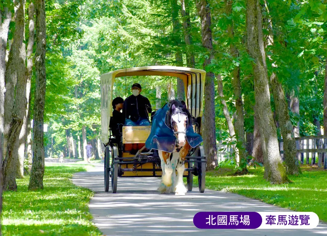 繽紛北海道三溫泉6日.洞爺湖.北國馬場.函館昭市.企鵝遊行.小樽運河.米其林函館夜景纜車.熊牧場-7