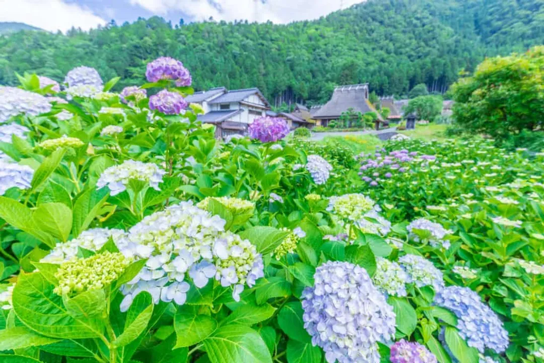 美山町合掌村
