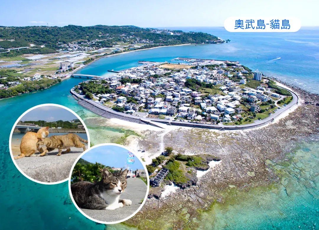 【泰夯沖繩】沖繩5日.世界最美之海水族館.鳳梨車.貓島奧武島.加贈單軌電車一日卷-6