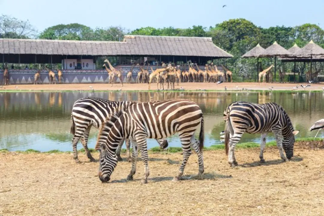 賽福瑞野生動物園(送：長頸鹿餵食體驗)