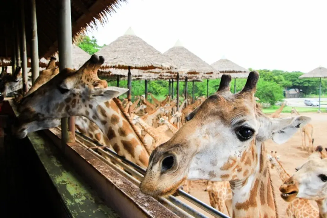 賽福瑞野生動物園(送：長頸鹿餵食體驗)