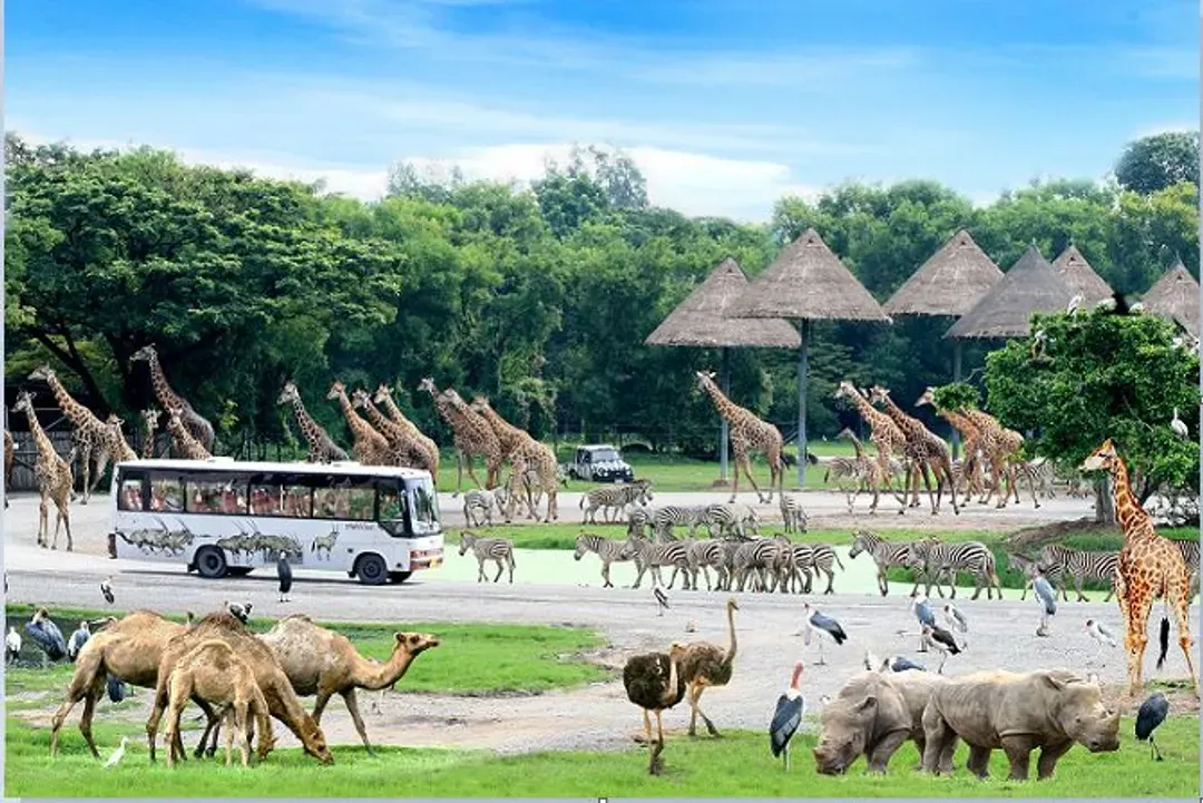 賽福瑞野生動物園(送：長頸鹿餵食體驗)