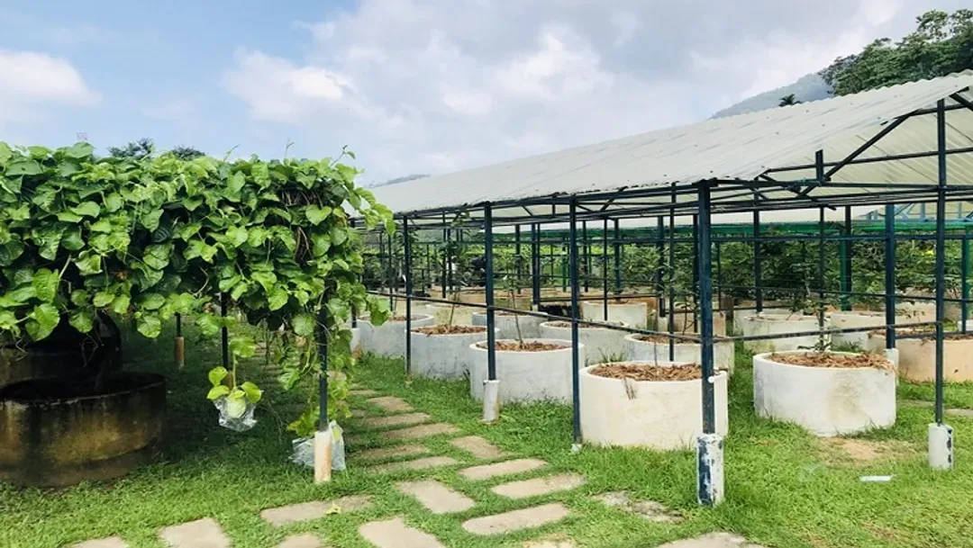 馬來西亞｜檳城｜太平｜全程五星飯店.綠灣生態探索.升旗山纜車.熱帶水果園五日-14