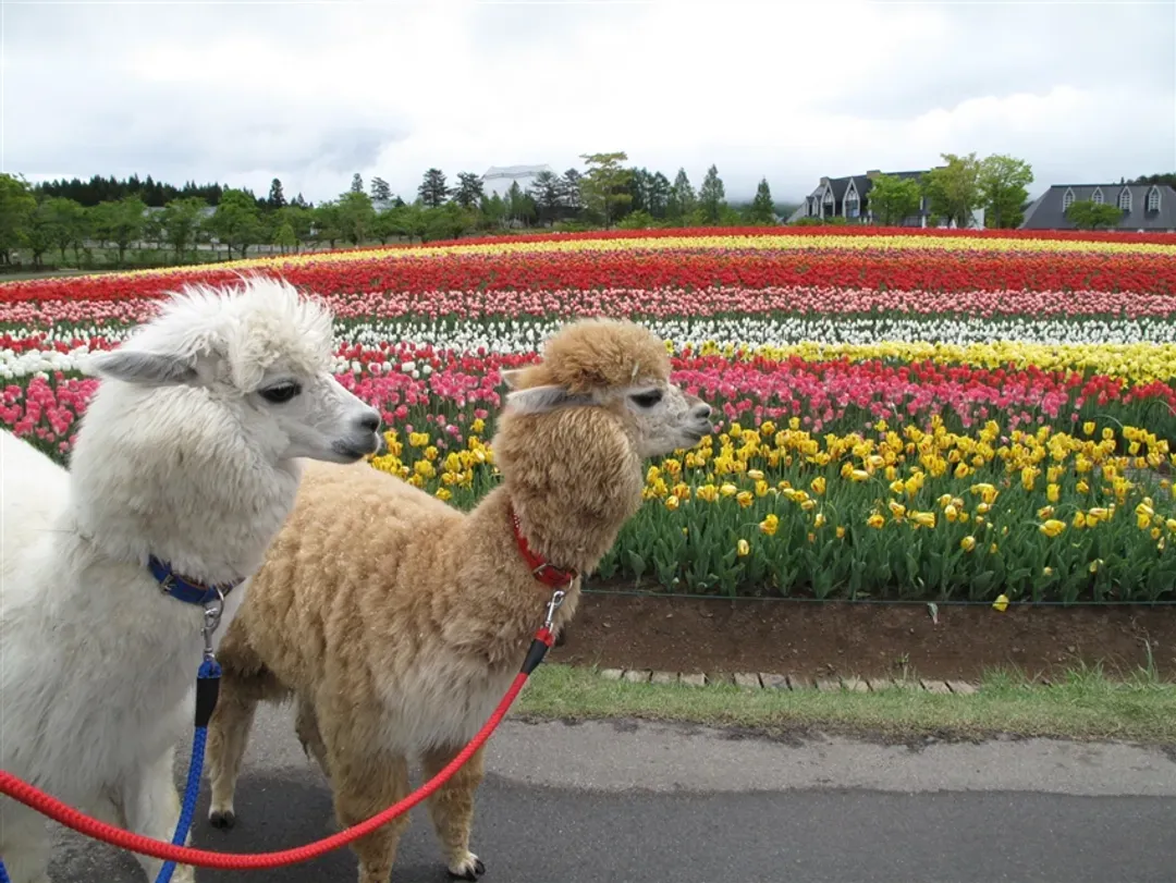 暑假預購折2千～親子旅遊｜名古屋樂高樂園.高原牧場.海豚秀.磁浮鐵道館.模型DIY.合掌村.4晚萬豪系列飯店.溫泉六日