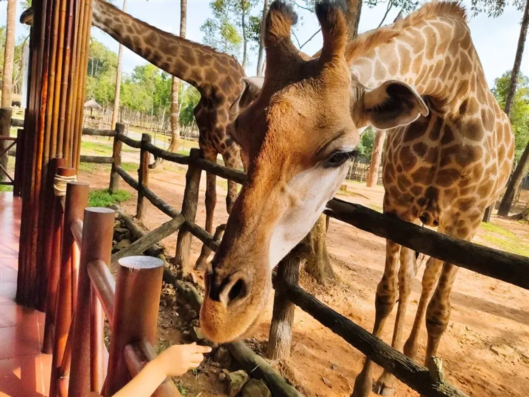暑假.越南旅遊｜富國島.海景纜車.珍珠樂園.Safari動物園.浪漫貢多拉船.地中海小鎮五日｜全程五星.台中出發-8
