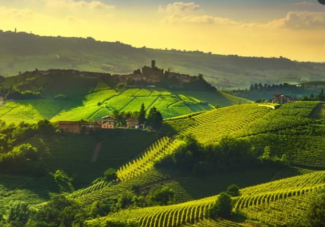 wine tasting, Barolo