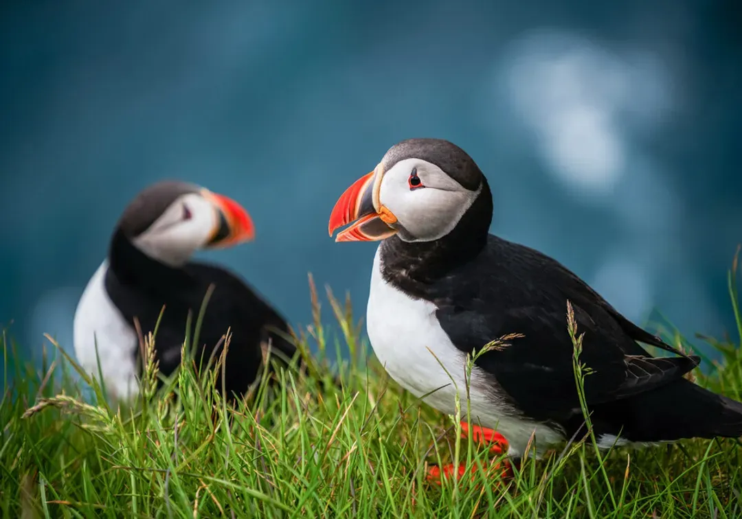 北歐旅遊,法羅群島景點,法羅群島旅遊,海鸚,Puffin