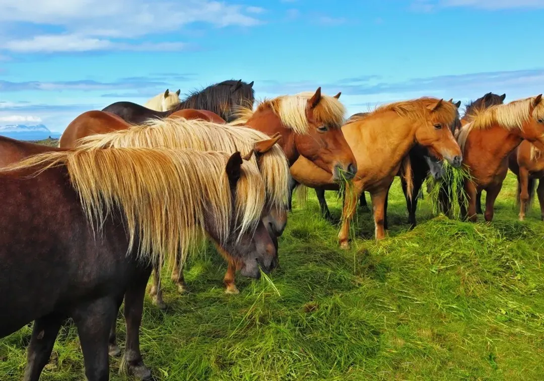 冰島旅遊,冰島馬,騎冰島馬,雄獅旅遊