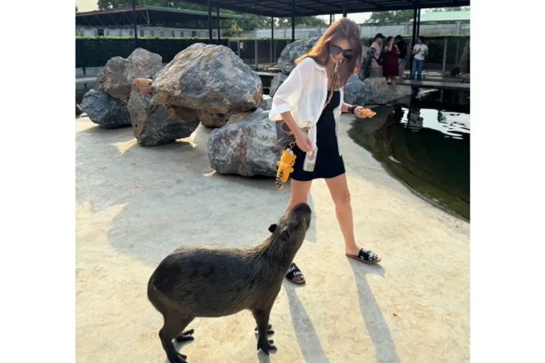 大城動物園(動物表演秀+水豚餵食)