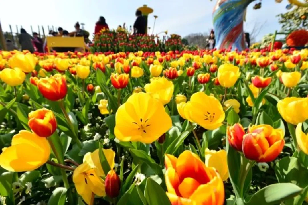 愛寶樂園(鬱金香節)