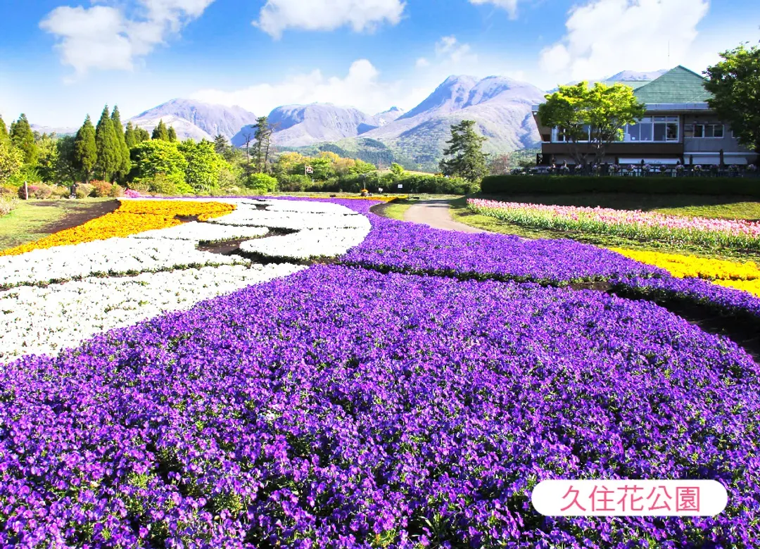 【熱賣】虎夢幻九州雙溫泉5日.久住花卉.野生動物園.海之中道水族館.萌熊電車.柳川遊船.湯布院.佐賀牛(佐賀進大分出)