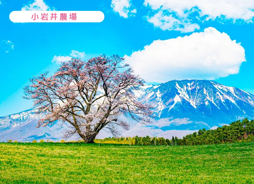 愛戀東北雙溫泉5日.銀河觀星纜車.秘境銀山溫泉.藏王御釜.小岩井農場.猊鼻溪遊船.嚴美溪谷.松島遊船.米澤牛燒肉-5