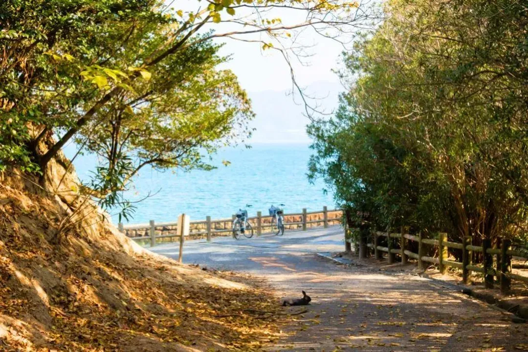 竹原兔子島秘境