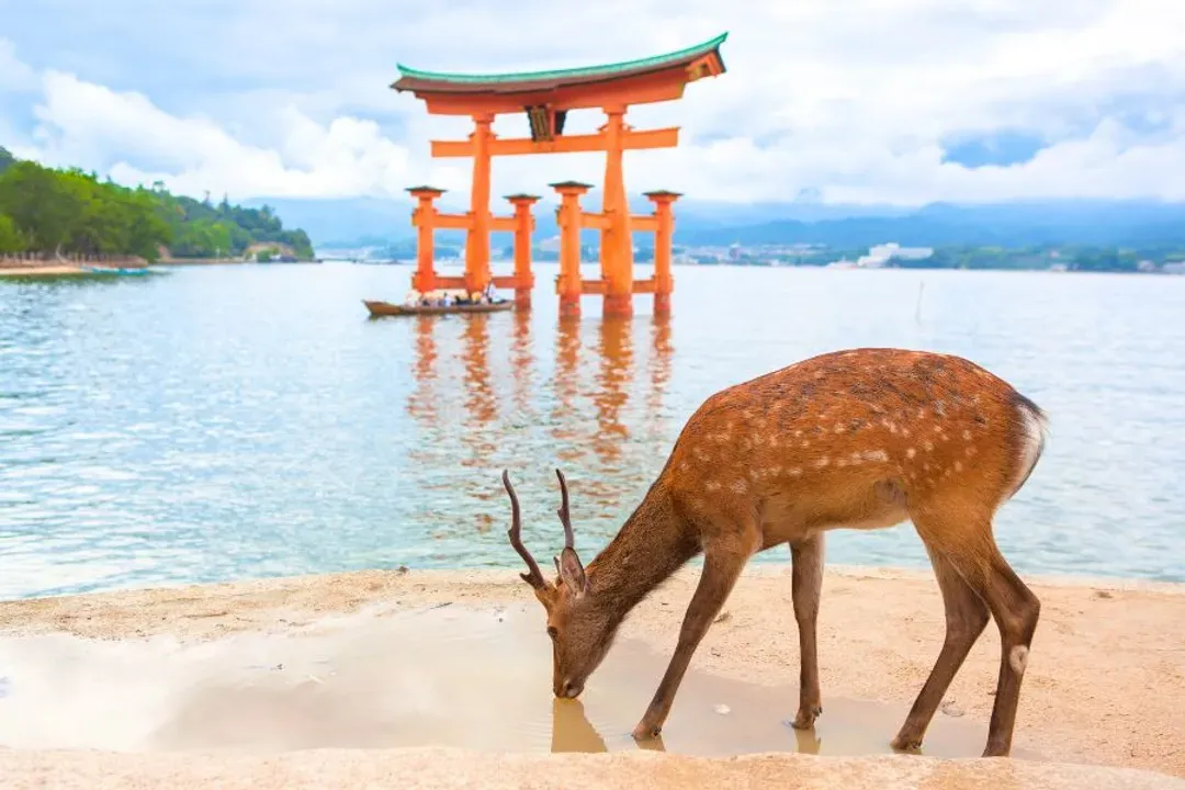 TXG高松山陽～宮島嚴島神社、竹原兔子島、倉敷美觀地區、兩晚溫泉美饌五日-5