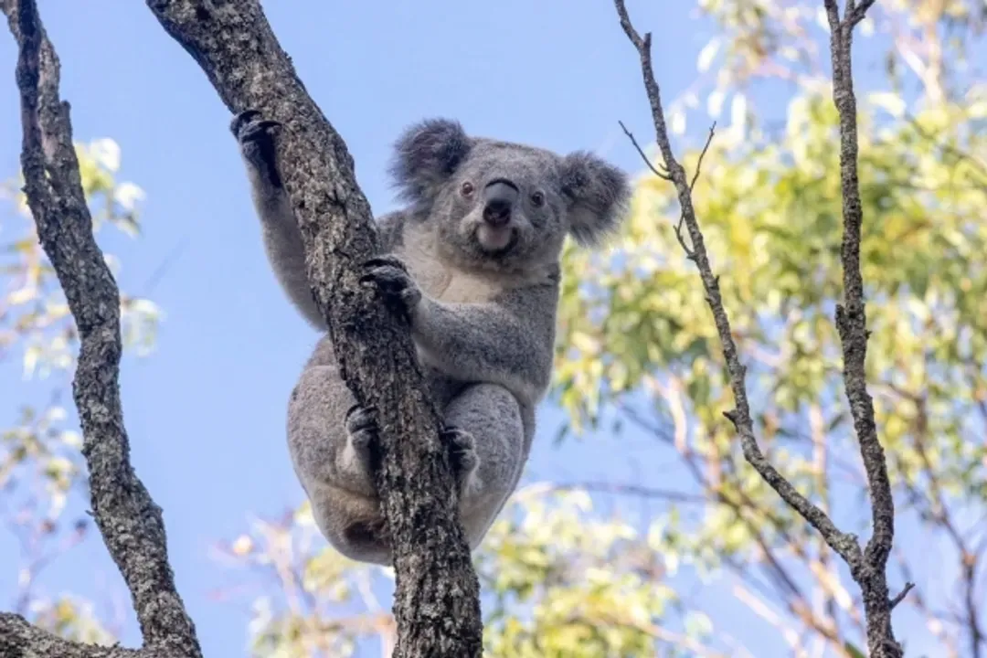 塔隆加動物園