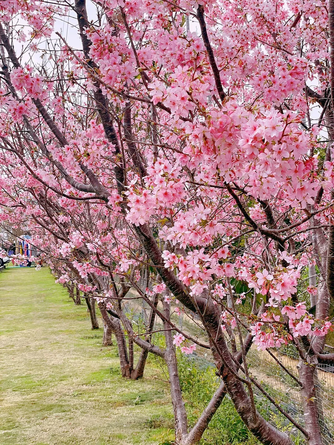 流星花園幸福樂活露營區｜全新上架！百萬夜景、三層樓高溜滑梯、親子友善步道