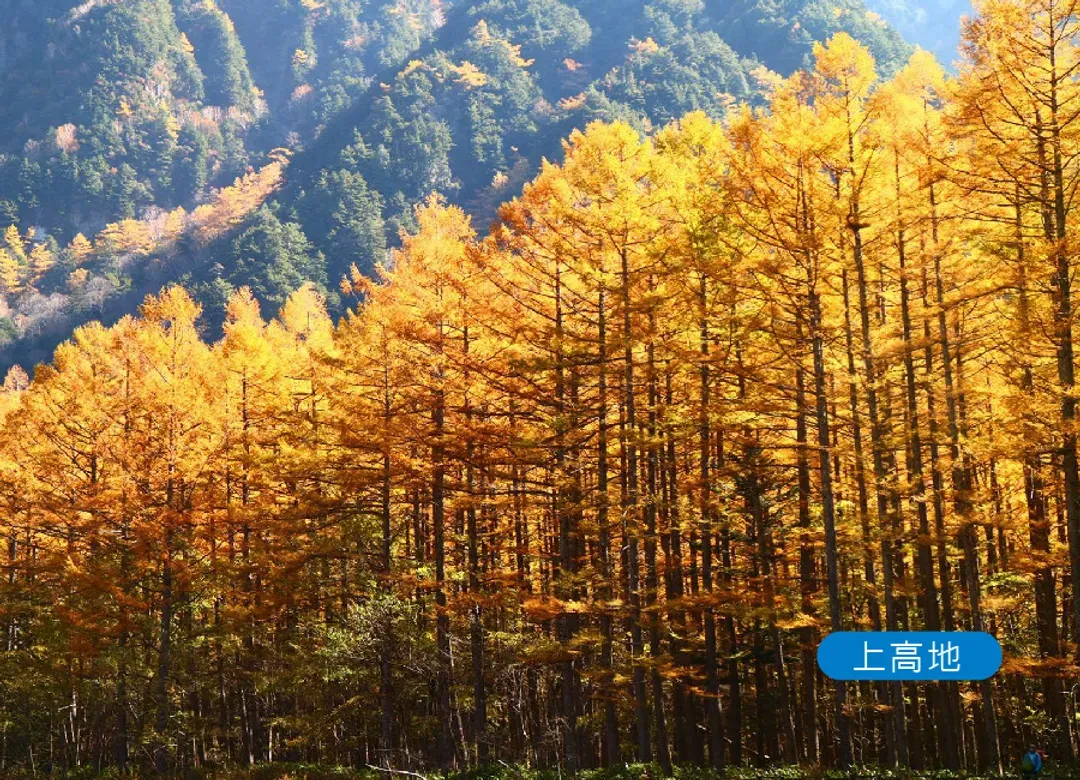 北陸秋楓立山黑部5日.惠那峽遊船.秘境上高地.童話合掌村.飛驒小京都.金澤兼六園.名花之里.三井OUTLET(虎航)-6