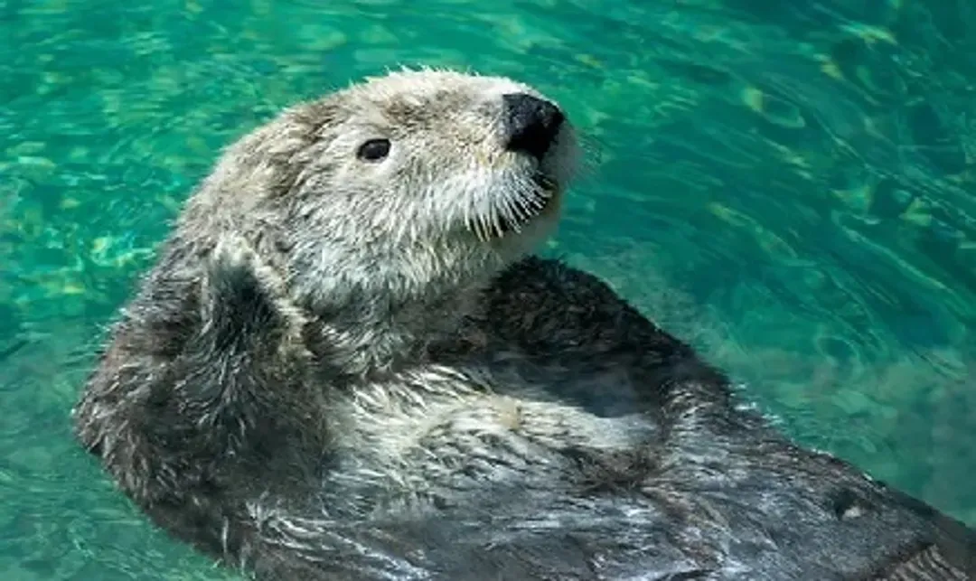 親子｜小孩不佔折六千｜馬來西亞｜大紅花渡假村.野生動物園.馬來服體驗.全程親子友善5星飯店五日-12