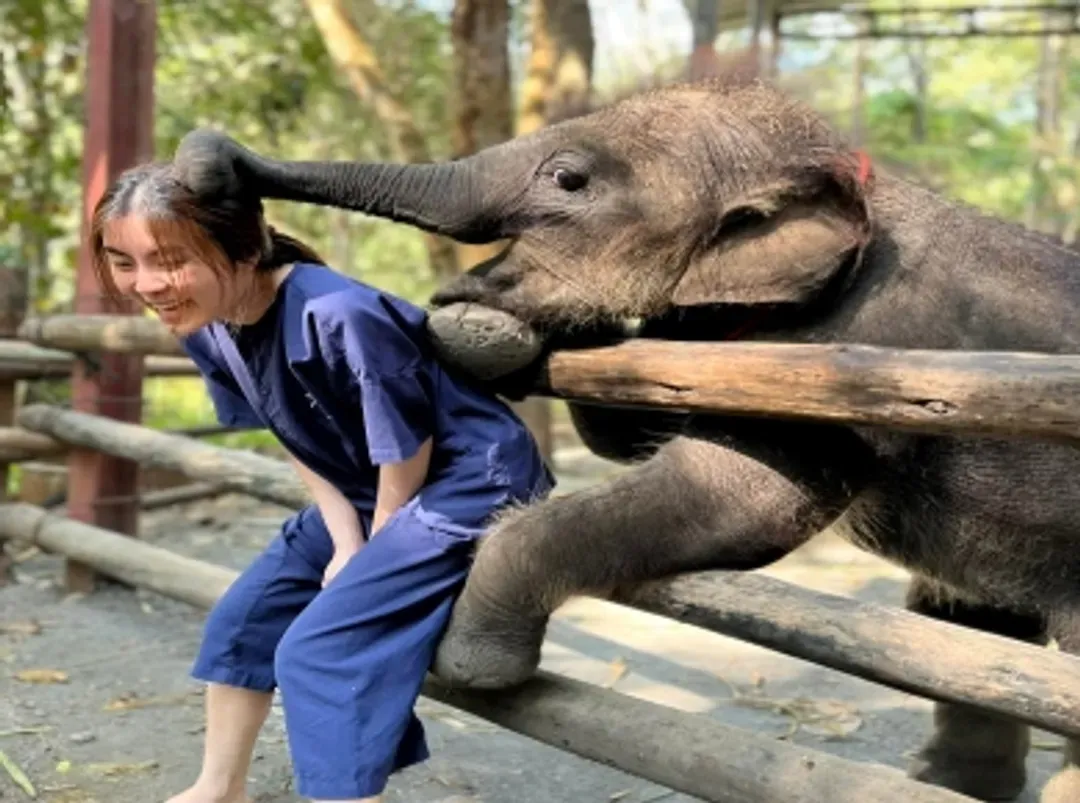 大象保育營