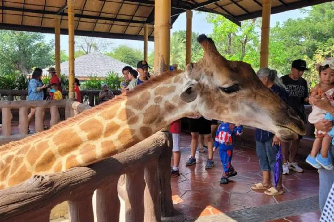 大城動物園(吉普車長頸鹿美拍+動物表演秀)