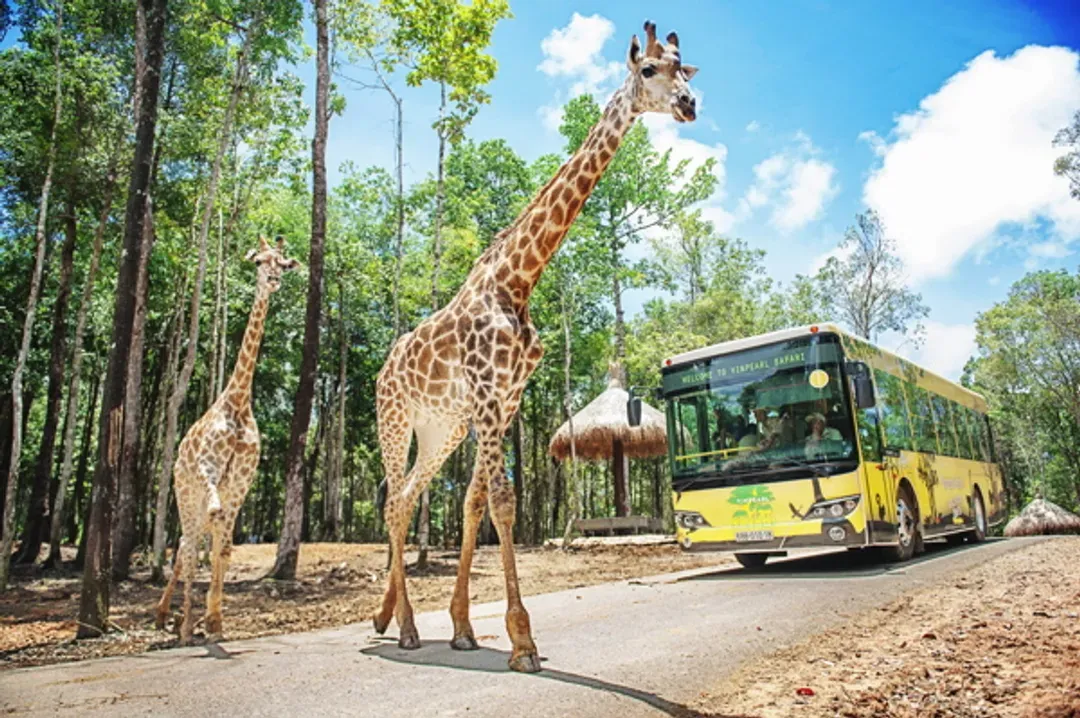 野生動物園(遊獵車)