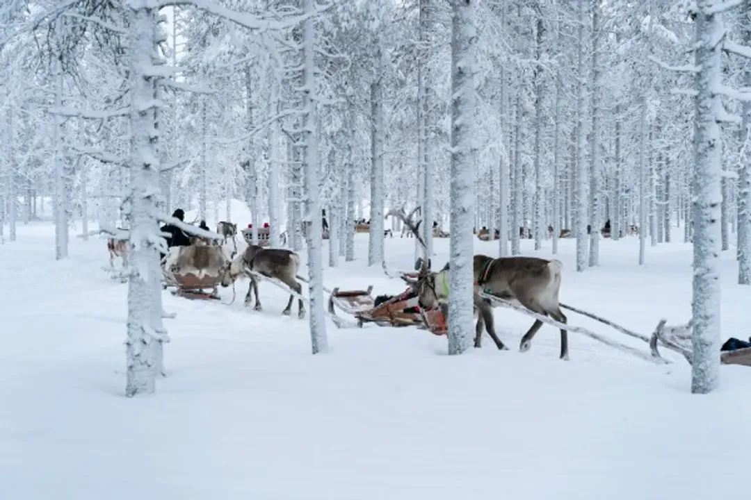 馴鹿牧場(馴鹿雪橇)