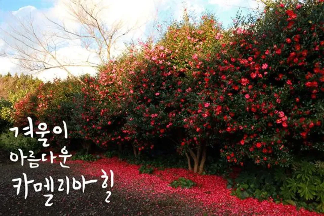 山茶花之丘