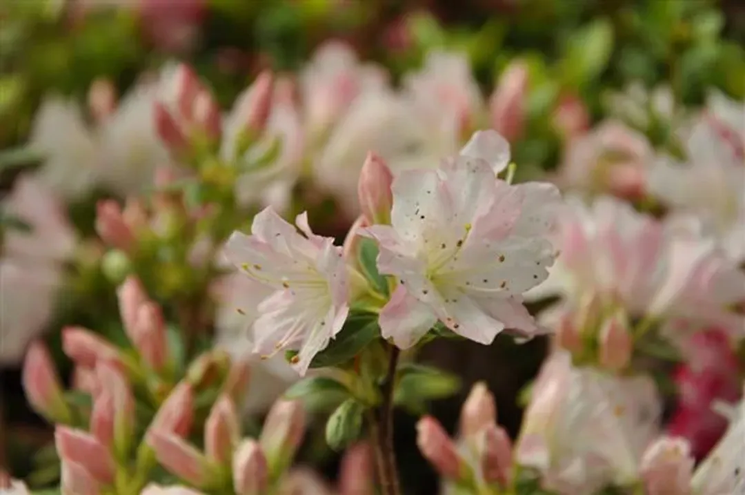 山茶花之丘