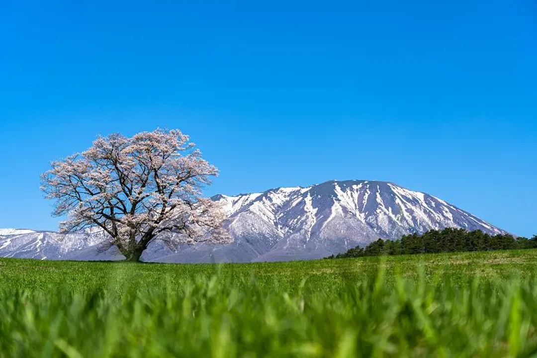 保住東北｜不進免稅店｜奧入瀨溪.十和田湖.銀河星空纜車.中尊寺.猊鼻溪遊船.角館.小岩井農場.AEON｜四晚保住｜仙花-5