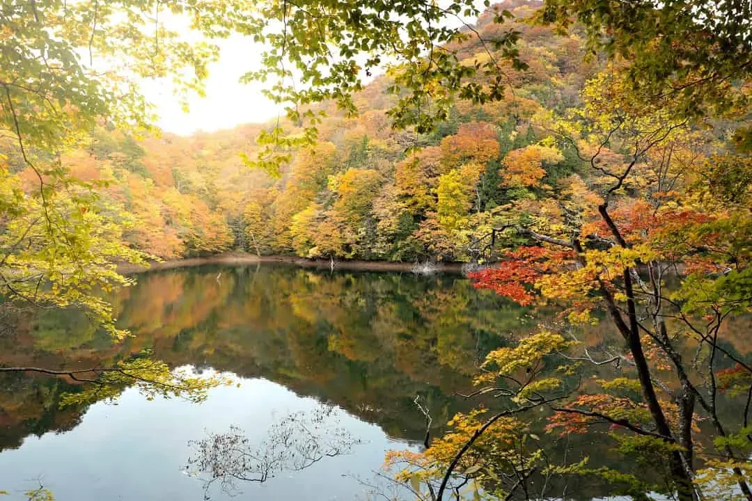 白神山地(世界遺產；賞楓名勝)