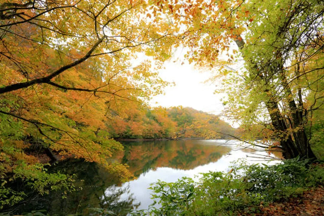 白神山地(世界遺產；賞楓名勝)
