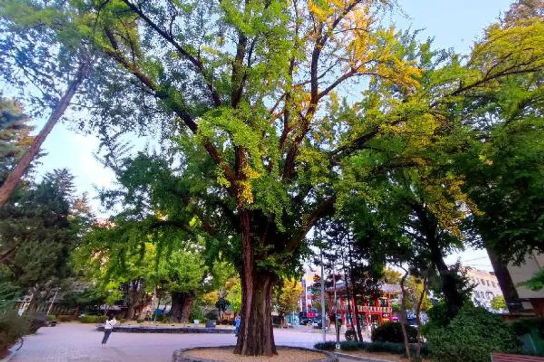 清州中央公園