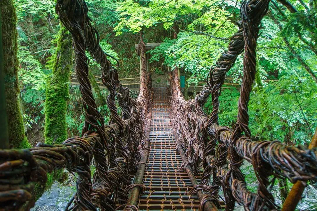 花現松山四國山陰山陽|日本三大鳥居~嚴島神社.鳥取砂丘.國寶松江城.米其林景點.牡丹名園.岡山德國森林花卉公園.道後溫泉街.烏龍麵DIY體驗.美酒美食七日-17
