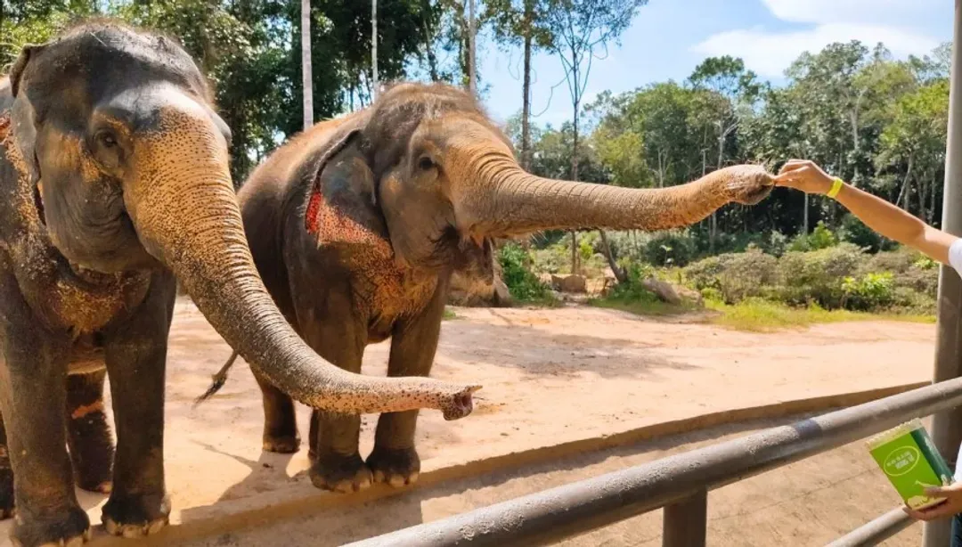 越南旅遊｜富國島｜【星宇直飛】野生動物園.珍珠樂園.貢多拉遊船.富國大世界.香島跨海纜車.全程五星飯店五日-14