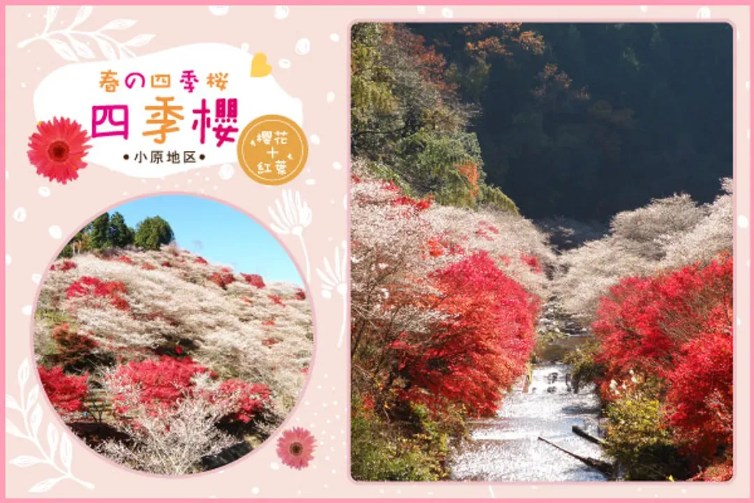 愛知縣賞楓名所
