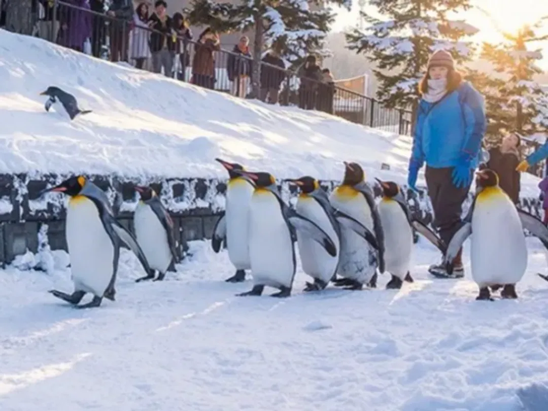 【冬雪璀璨北海道６日】保住三晚溫泉、旭山動物園、忍者花魁秀、可愛草尼馬、北國彩燈節、螃蟹溫泉[含稅簽]