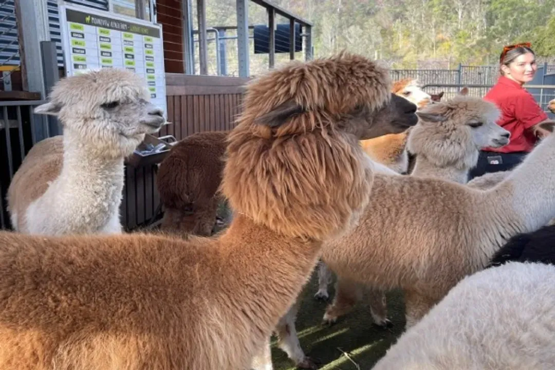 探訪澳洲動物