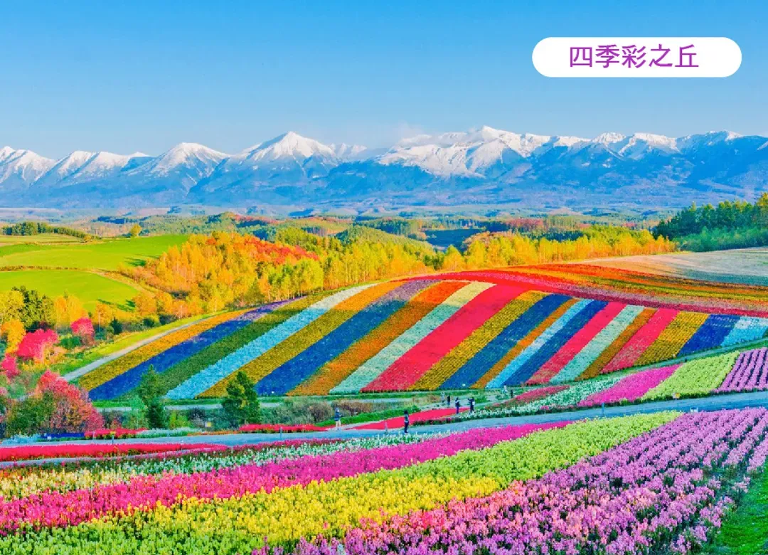 蔚藍夢幻北海道5日.積丹半島.美瑛秘境青池.四季彩之丘.洞爺湖花火.小樽水族館.哈密瓜吃到飽.敘敘苑燒肉.三大螃蟹吃到飽
